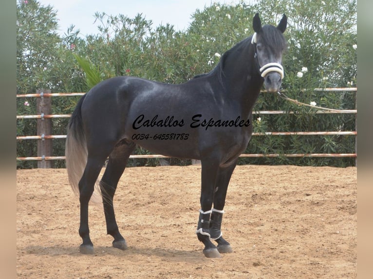 PRE Étalon 4 Ans 159 cm Gris noir in Vejer de la Frontera