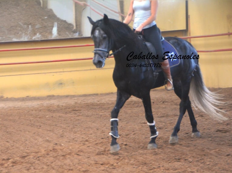 PRE Étalon 4 Ans 159 cm Gris noir in Vejer de la Frontera