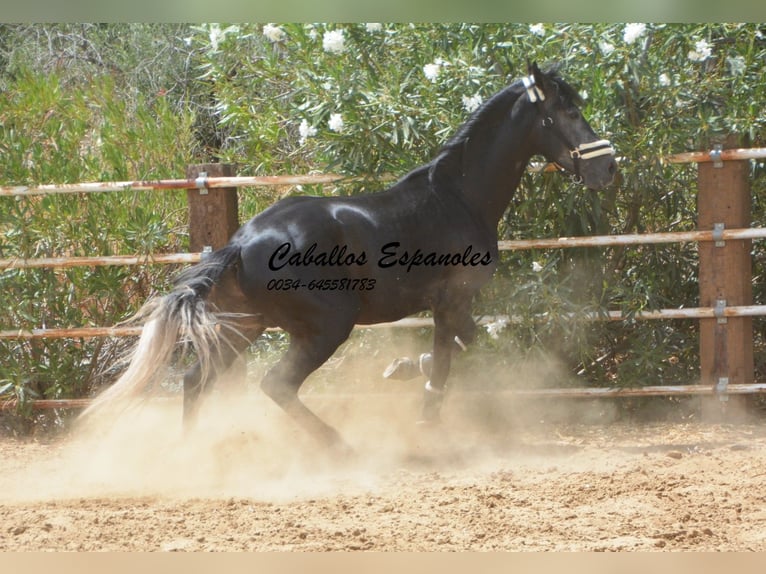 PRE Étalon 4 Ans 159 cm Gris noir in Vejer de la Frontera