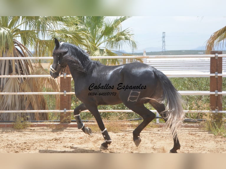 PRE Étalon 4 Ans 159 cm Gris noir in Vejer de la Frontera