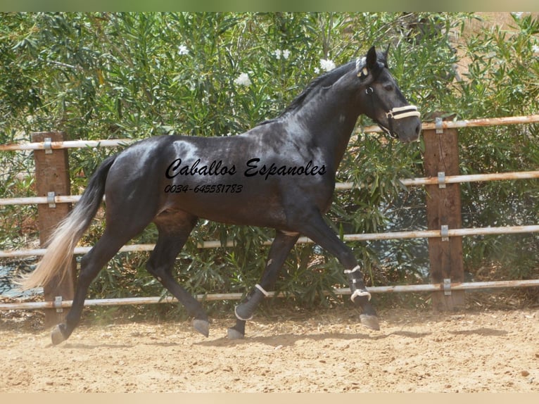 PRE Étalon 4 Ans 159 cm Gris noir in Vejer de la Frontera