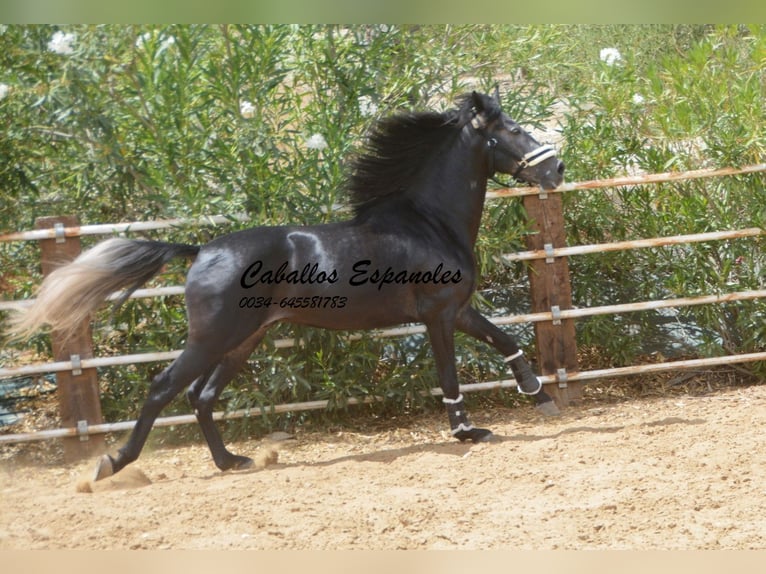 PRE Étalon 4 Ans 159 cm Gris noir in Vejer de la Frontera