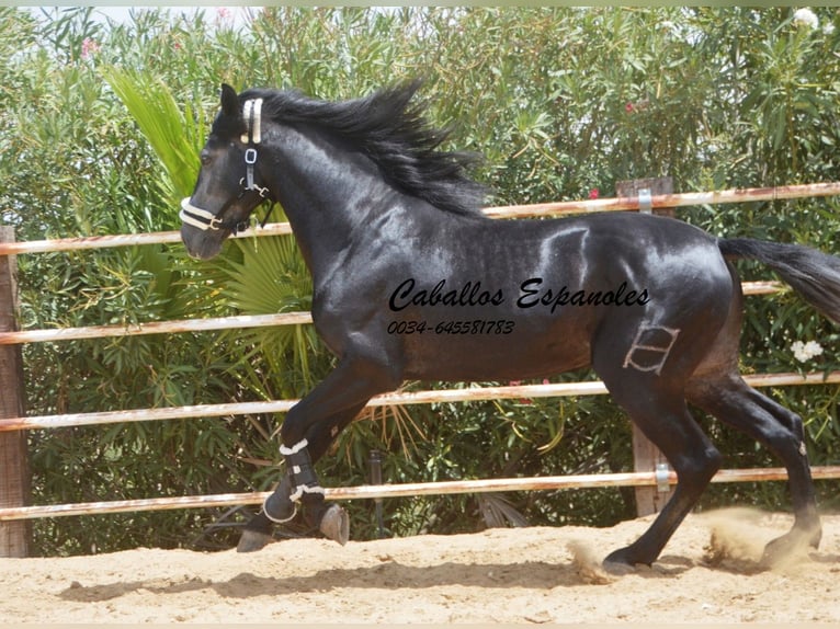 PRE Étalon 4 Ans 159 cm Gris noir in Vejer de la Frontera