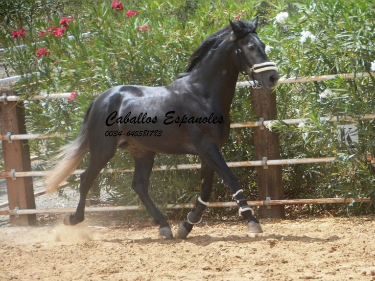 PRE Étalon 4 Ans 159 cm Gris noir in Vejer de la Frontera