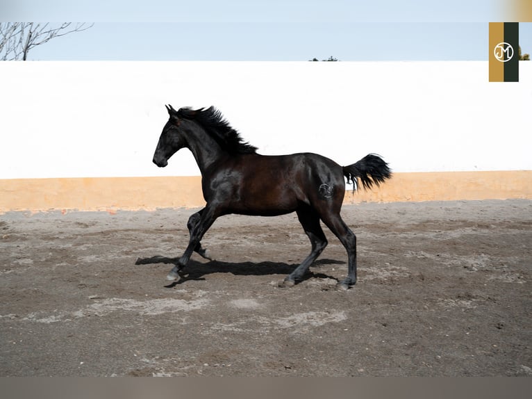 PRE Étalon 4 Ans 159 cm Noir in Albacete, Spain