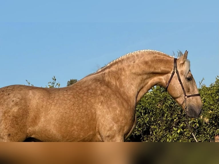 PRE Croisé Étalon 4 Ans 159 cm Palomino in Schwarme