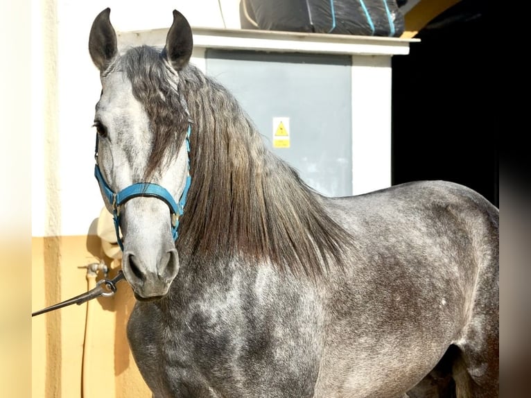 PRE Étalon 4 Ans 159 cm Peut devenir gris in Tarragona