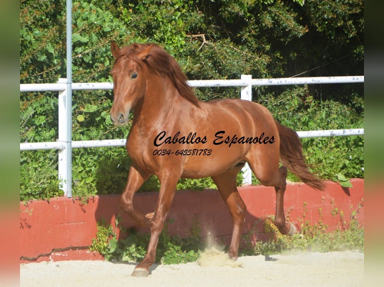 PRE Croisé Étalon 4 Ans 160 cm Alezan in Vejer de la Frontera