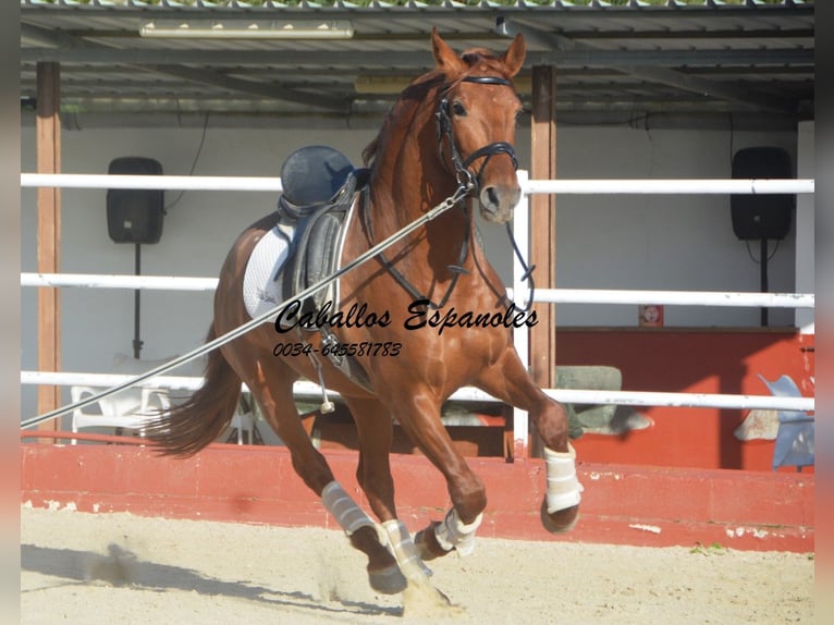 PRE Croisé Étalon 4 Ans 160 cm Alezan in Vejer de la Frontera