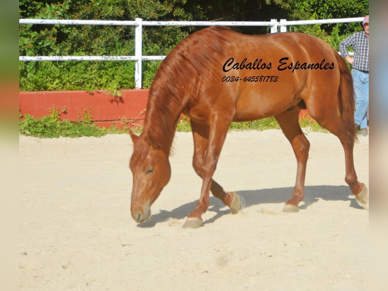 PRE Croisé Étalon 4 Ans 160 cm Alezan in Vejer de la Frontera