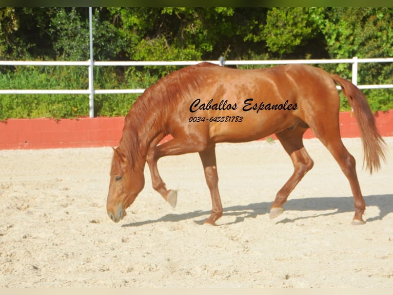 PRE Croisé Étalon 4 Ans 160 cm Alezan in Vejer de la Frontera
