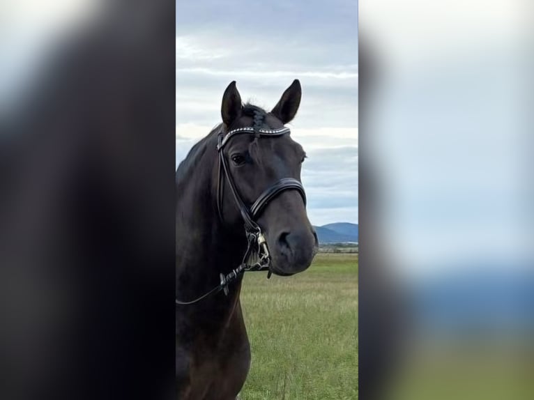 PRE Étalon 4 Ans 160 cm Bai brun in Matzendorf