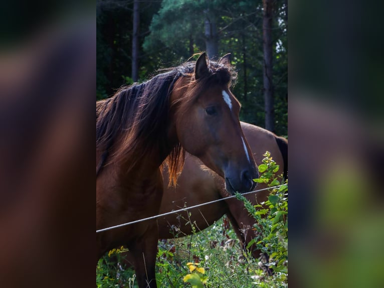 PRE Croisé Étalon 4 Ans 160 cm Bai cerise in Kaunas