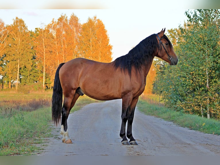 PRE Croisé Étalon 4 Ans 160 cm Bai cerise in Kaunas