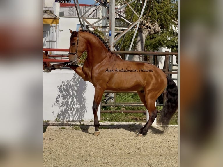 PRE Croisé Étalon 4 Ans 160 cm Bai cerise in Sevilla