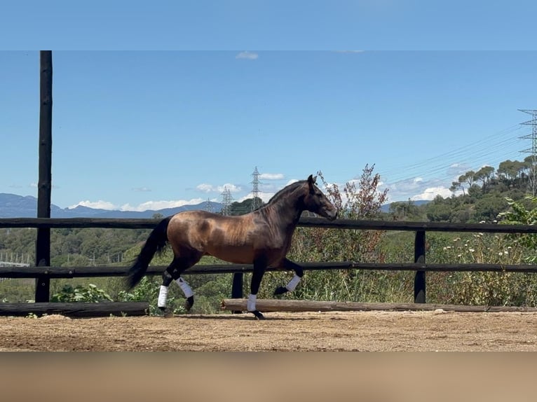 PRE Croisé Étalon 4 Ans 160 cm Bai in Sant Fost Campcentelles