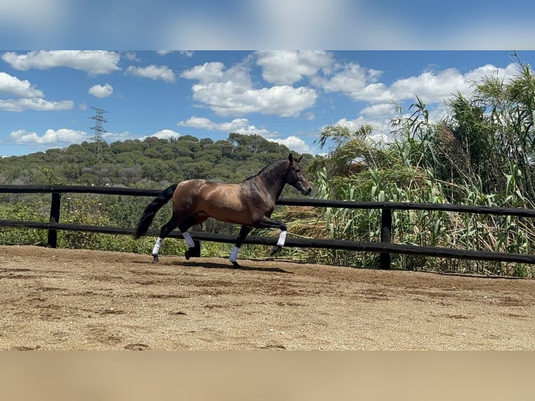 PRE Croisé Étalon 4 Ans 160 cm Bai in Sant Fost Campcentelles