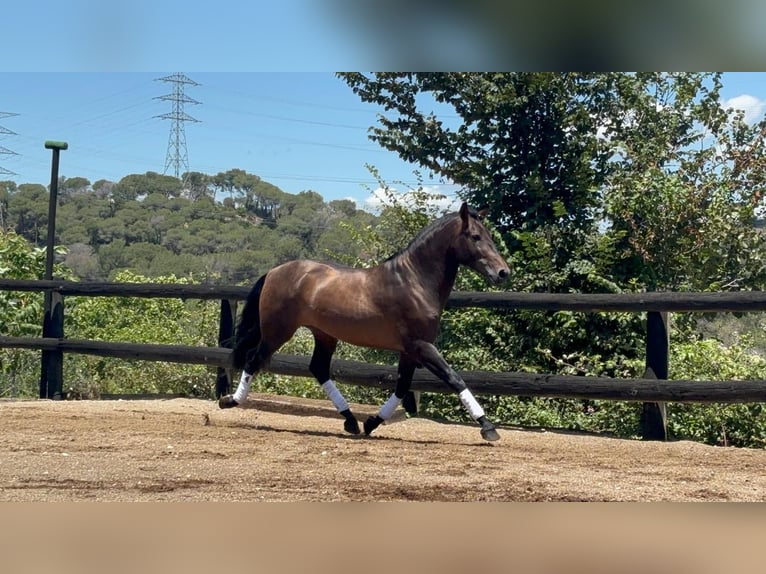 PRE Croisé Étalon 4 Ans 160 cm Bai in Sant Fost Campcentelles