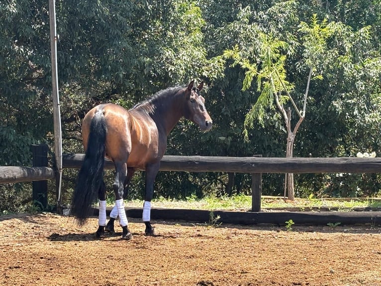 PRE Croisé Étalon 4 Ans 160 cm Bai in Sant Fost Campcentelles