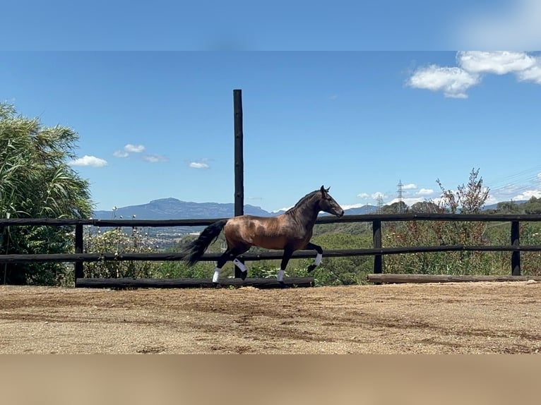 PRE Croisé Étalon 4 Ans 160 cm Bai in Sant Fost Campcentelles