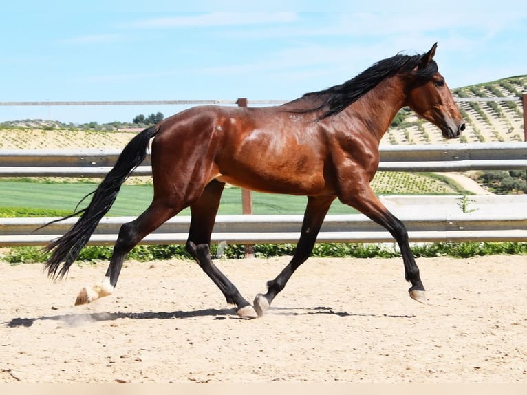 PRE Étalon 4 Ans 160 cm Bai in Provinz Cordoba