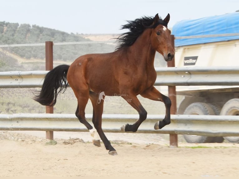PRE Étalon 4 Ans 160 cm Bai in Provinz Cordoba