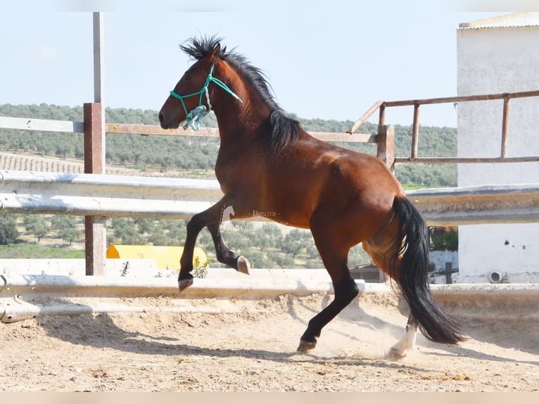 PRE Étalon 4 Ans 160 cm Bai in Provinz Cordoba