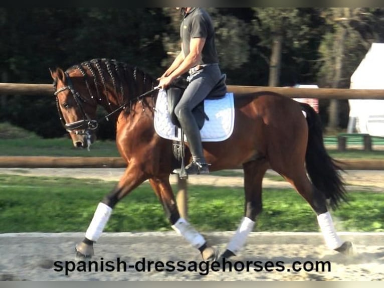 PRE Croisé Étalon 4 Ans 160 cm Bai in Barcelona