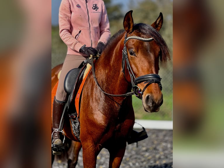 PRE Étalon 4 Ans 160 cm Bai in Malaga