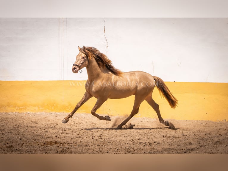 PRE Étalon 4 Ans 160 cm Champagne in Rafelguaraf