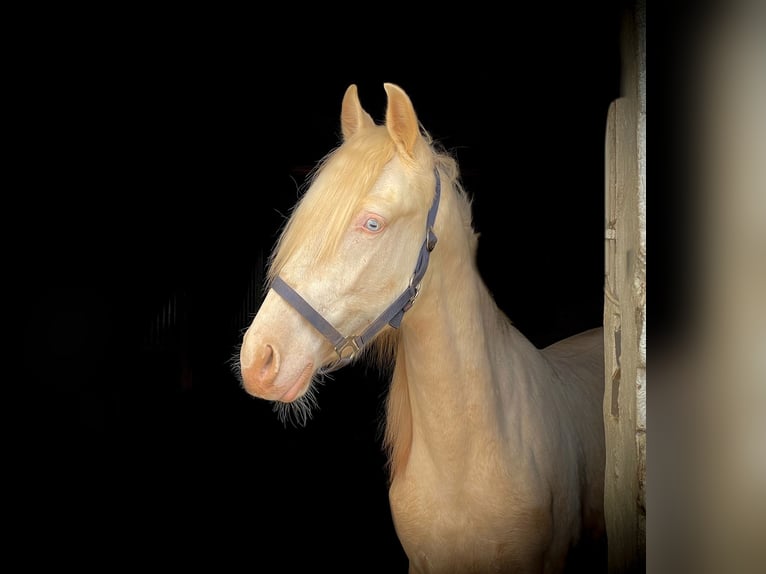 PRE Croisé Étalon 4 Ans 160 cm Cremello in Südharz