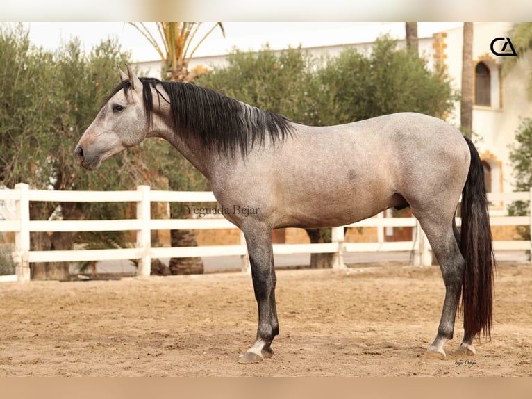 PRE Croisé Étalon 4 Ans 160 cm Gris in Puerto Lumbreras