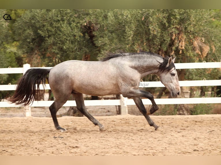 PRE Croisé Étalon 4 Ans 160 cm Gris in Puerto Lumbreras
