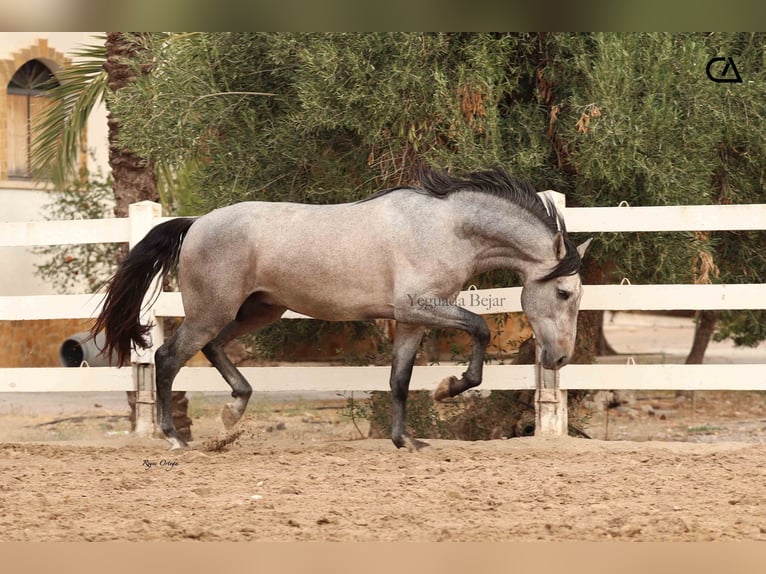 PRE Croisé Étalon 4 Ans 160 cm Gris in Puerto Lumbreras