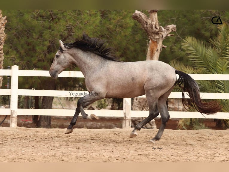 PRE Croisé Étalon 4 Ans 160 cm Gris in Puerto Lumbreras