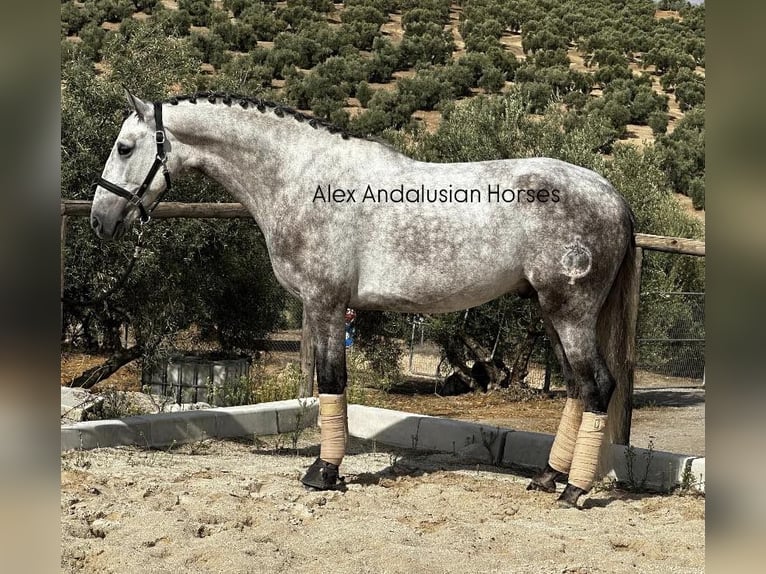 PRE Croisé Étalon 4 Ans 160 cm Gris in Sevilla