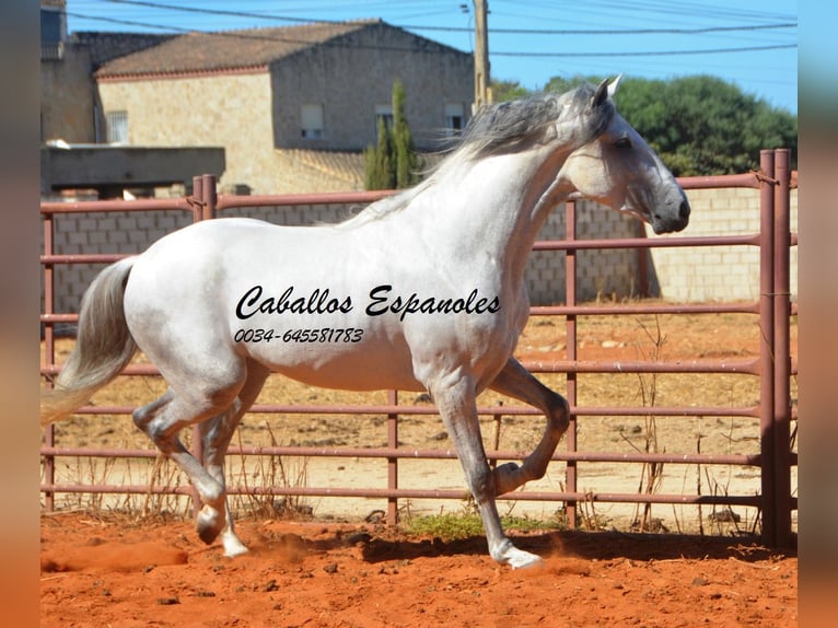 PRE Étalon 4 Ans 160 cm Gris in vejer de la frontera