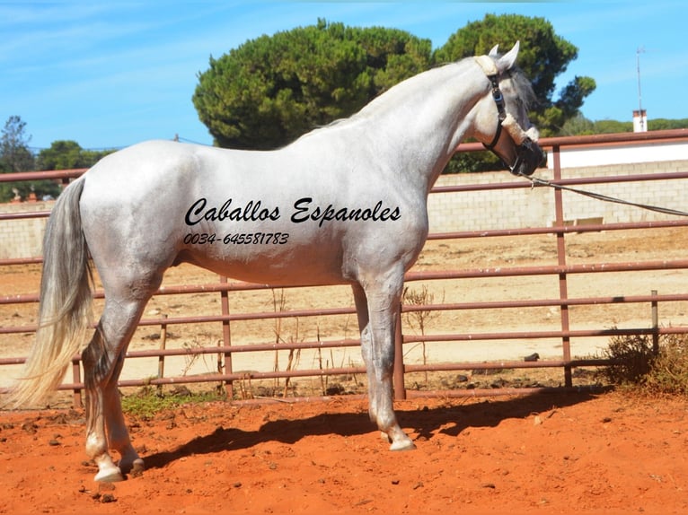 PRE Étalon 4 Ans 160 cm Gris in vejer de la frontera