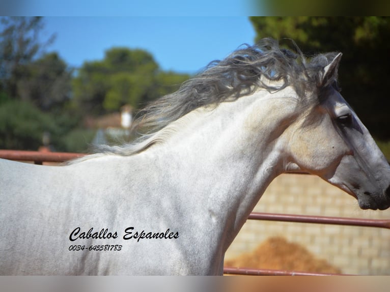 PRE Étalon 4 Ans 160 cm Gris in vejer de la frontera