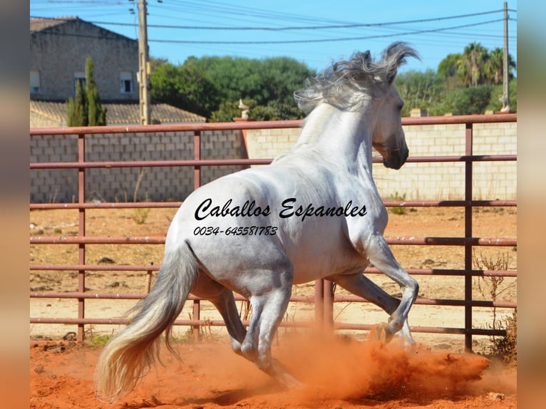 PRE Étalon 4 Ans 160 cm Gris in vejer de la frontera