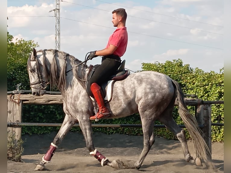 PRE Étalon 4 Ans 160 cm Gris in Galaroza (Huelva)