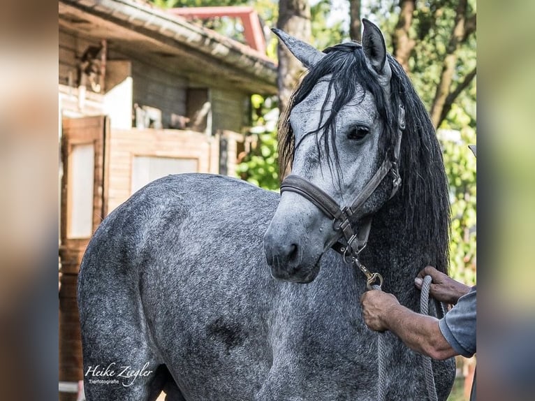 PRE Croisé Étalon 4 Ans 160 cm Gris noir in Filderstadt