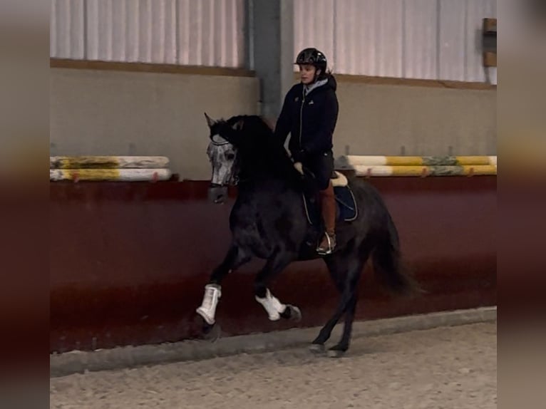 PRE Croisé Étalon 4 Ans 160 cm Gris noir in Mamer
