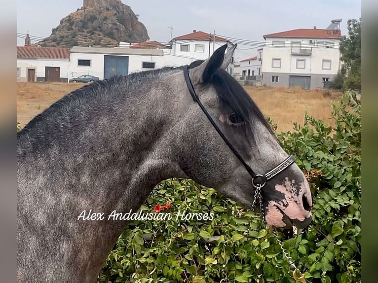 PRE Croisé Étalon 4 Ans 160 cm Gris pommelé in Sevilla