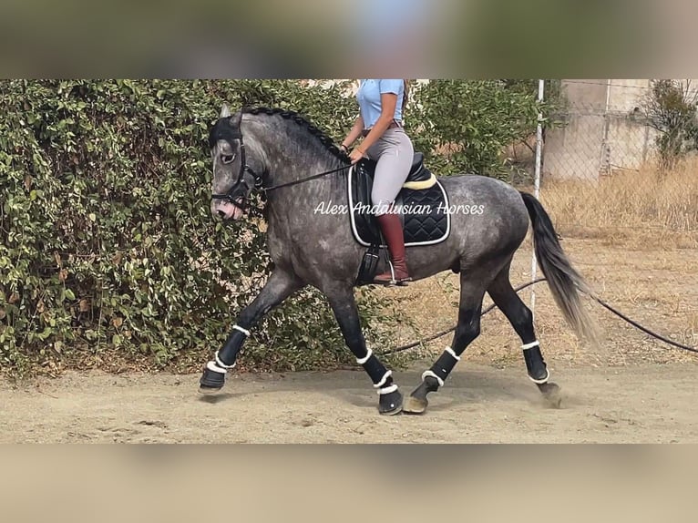 PRE Croisé Étalon 4 Ans 160 cm Gris pommelé in Sevilla