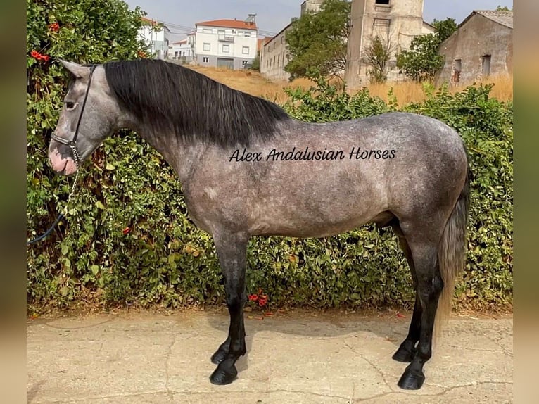 PRE Croisé Étalon 4 Ans 160 cm Gris pommelé in Sevilla