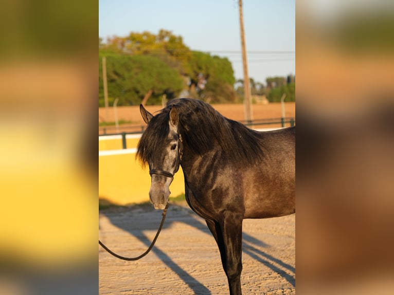 PRE Croisé Étalon 4 Ans 160 cm Gris pommelé in Hamburg