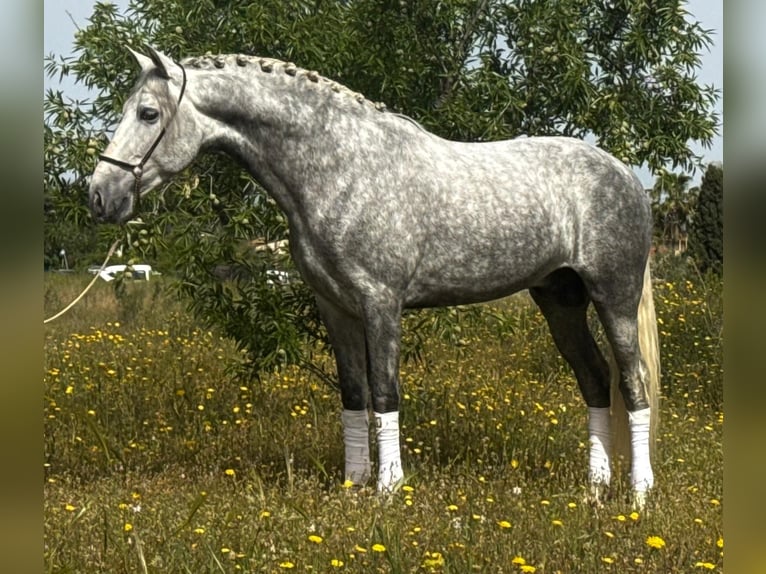 PRE Croisé Étalon 4 Ans 160 cm Gris pommelé in Schwarme