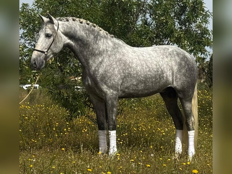 PRE Croisé Étalon 4 Ans 160 cm Gris pommelé in Schwarme