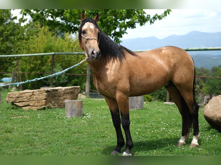 PRE Croisé Étalon 4 Ans 160 cm Isabelle in Hamburg